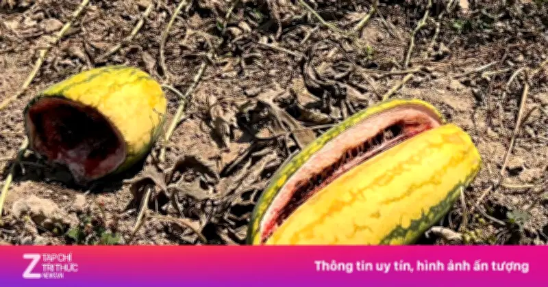 Cận cảnh ruộng dưa hơn 200 tấn bị bỏ thối tại Đồng Tháp, nông dân lao đao