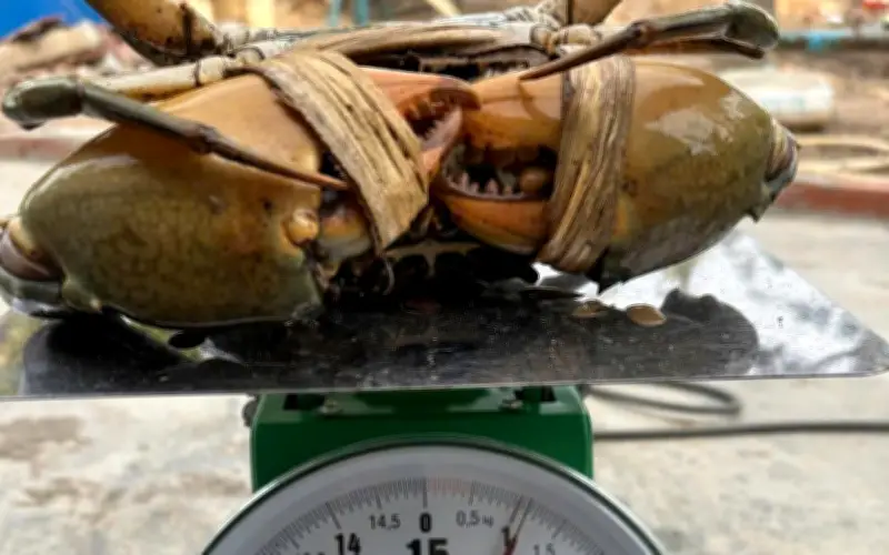 Cần Thơ, Cà Mau xuất hiện cua biển 'khủng' nặng tới 1,8kg, giá trị cao