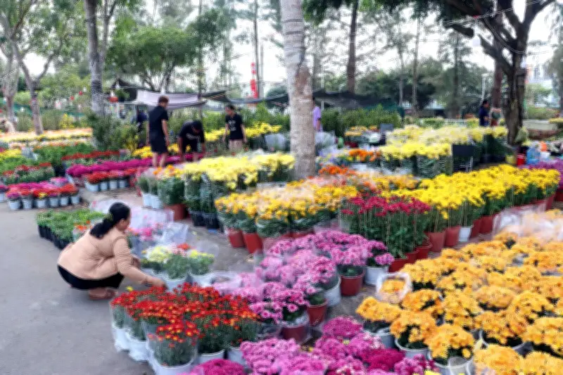 Cần Thơ: Nguồn cung hoa Tết đa dạng, kỳ vọng sức mua tăng mạnh