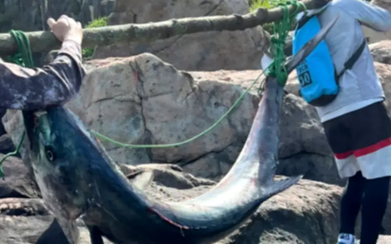 Cần thủ Đà Nẵng câu được cá thu 'khủng' nặng 63kg ở bán đảo Sơn Trà