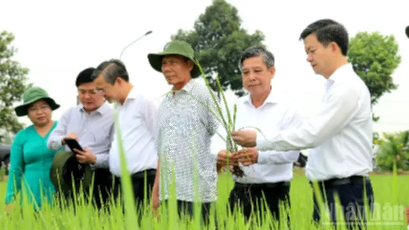 Cần Thơ Phát Động Tết Trồng Cây Và Thúc Đẩy Sản Xuất Lúa Chất Lượng Cao