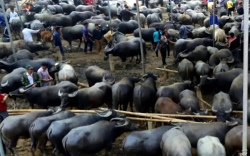 Cẩn trọng dịp Tết: Nguy cơ từ việc mua bán thú phụ bùn gắn liền nông dân