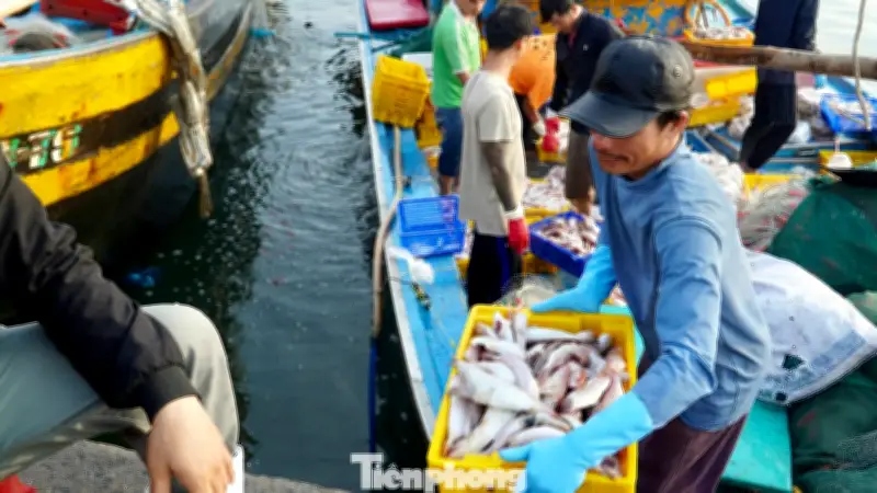 Cảng cá Phan Thiết nhộn nhịp trước Tết, ngư dân phấn khởi với giá cá ổn định