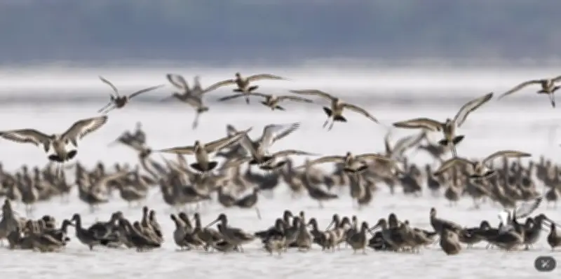 Công Nghệ Hồi Sinh Hệ Sinh Thái Cho Các Loài Quý Hiếm Tại Trung Quốc