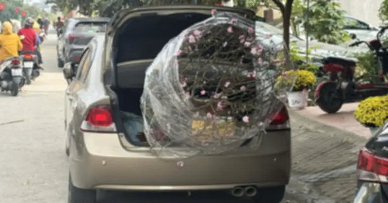 Cảnh báo: Chở đào, mai Tết bằng ô tô sai cách có thể bị phạt tới 26 triệu đồng