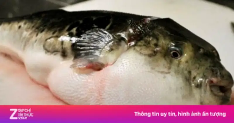 Cảnh báo: Cua quỷ, cá nóc và những hải sản 'ngon mắt' chứa độc tố tử thần