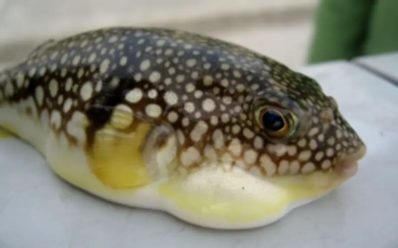 Cảnh báo ngộ độc cá nóc tại Quảng Ninh: Bệnh nhân được cấp cứu kịp thời