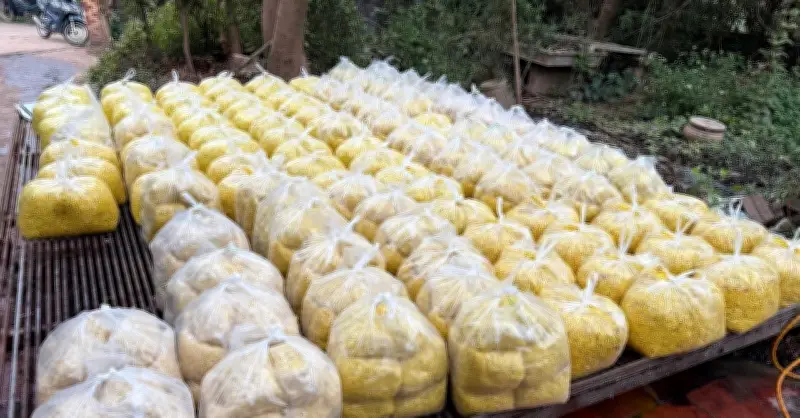 Cảnh báo nguy hiểm khi ăn sầu riêng trộn chất cấm vàng ô