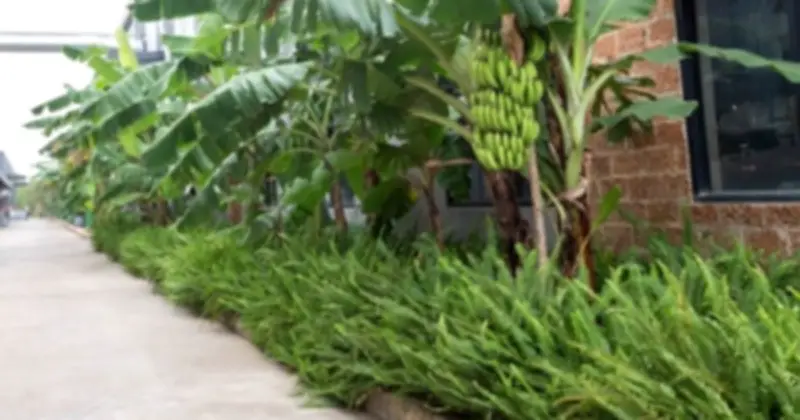 Cảnh báo: Những loại cây trồng trước nhà vừa 'cản khí' vừa thu hút chuột, muỗi