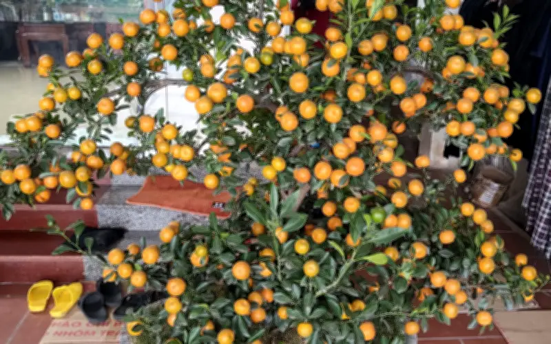 Cảnh báo: Quất cảnh sau Tết tiềm ẩn nguy cơ mất an toàn thực phẩm