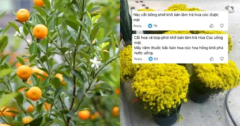 Cảnh báo: Quất, hoa cúc trưng Tết có thể gây hại nếu tận dụng làm thực phẩm