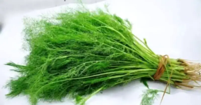 Cảnh báo từ bác sĩ: Thì là và một số loại rau quen thuộc có thể gây hại thận nếu ăn quá nhiều