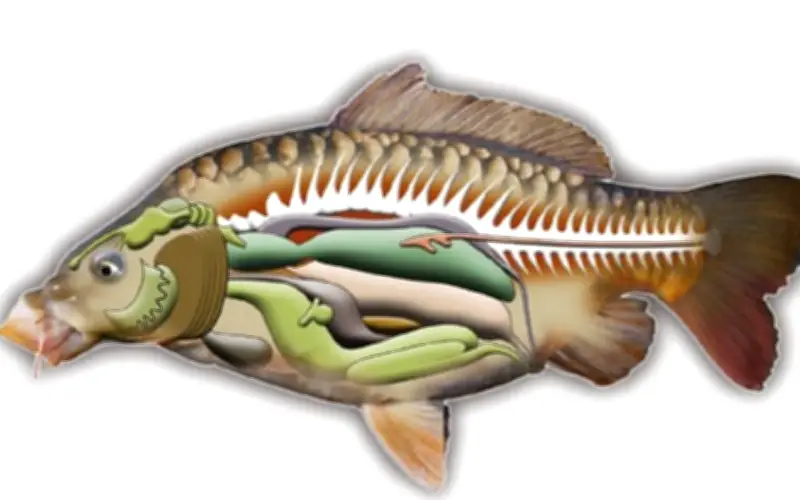 Cảnh báo từ chuyên gia: 2 bộ phận cá cần tránh để bảo vệ sức khỏe