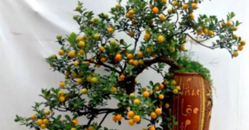 Cảnh báo từ chuyên gia: Quất cảnh Tết không phải để ăn, tiềm ẩn nguy cơ sức khỏe