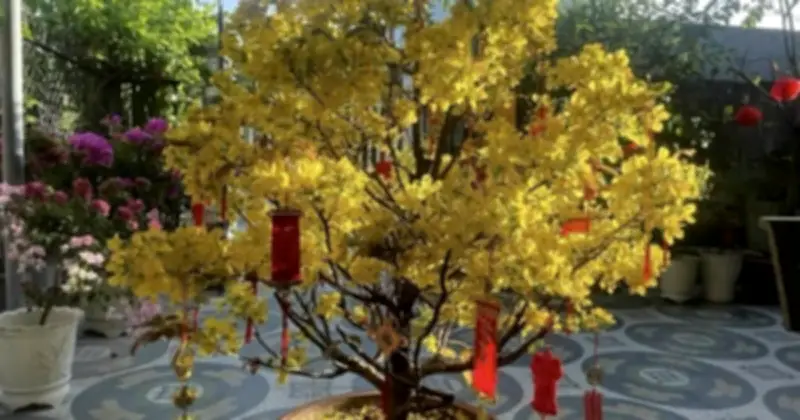 Cảnh giác chiêu lừa đảo bán mai sau Tết giá rẻ trên mạng xã hội