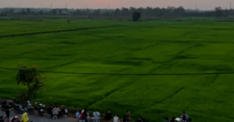 Cánh đồng lúa Xuân Thới Sơn trở thành điểm hẹn lý tưởng giữa lòng TP.HCM