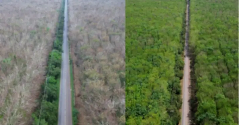 Cánh rừng cao su Đồng Nai thay lá chóng mặt trong một tháng