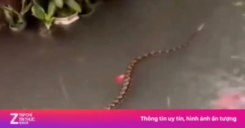 Cảnh tượng tranh lộn bơi trên đường phố Bali gây sốc cộng đồng mạng