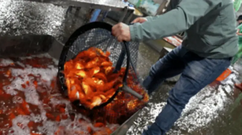 Bàn thắng Cole Palmer lập kỷ lục, Chelsea thắng Wolves 3-1 tại Ngoại hạng Anh