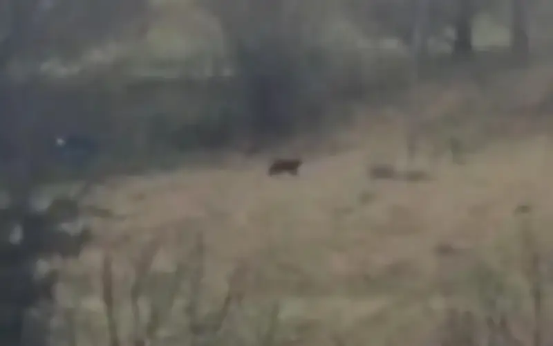 Cặp đôi kinh ngạc quay được sinh vật lạ nghi 'quái vật Bodmin' ở Devon