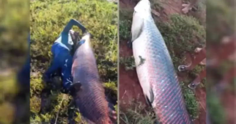 Câu được cá hải tượng long khổng lồ 135kg ở Brazil, ngư dân mất 2,5 giờ vật lộn