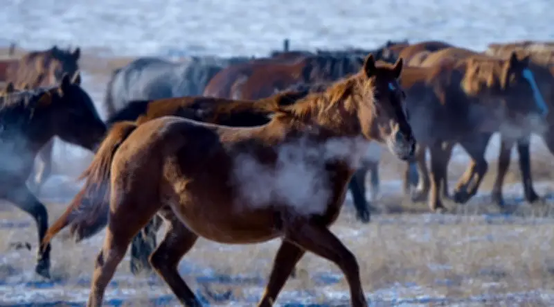 Câu chuyện ngựa Mông Cổ trở về nhà: Bài học về đoàn viên trong năm Ngọ
