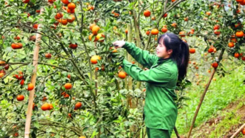 Cây Đặc Sản - Chìa Khóa Xóa Nghèo Bền Vững Tại Các Xã Khó Khăn Ở Thái Nguyên