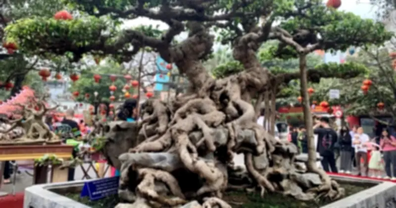 Cây cảnh 'lưỡng mai vạn thọ' trị giá triệu USD gây sốt tại lễ hội Triều Khúc