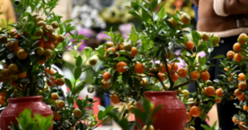 Cây cảnh ngày Tết: Biểu tượng tài lộc và truyền thống văn hóa Việt