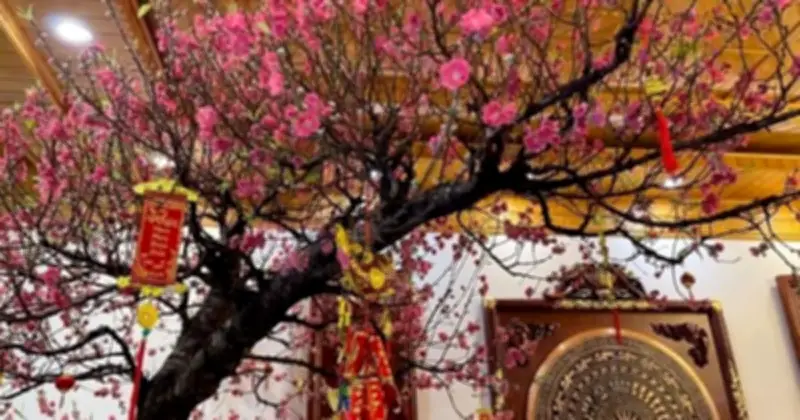 Cây Cảnh Và Hoa Tết 2026: Lựa Chọn Phong Thủy Đón Tài Lộc Và May Mắn