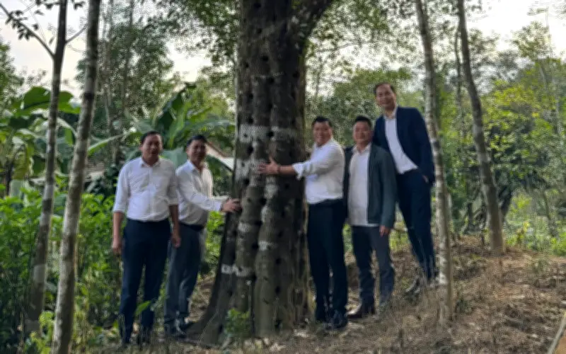 Cây Dó Bầu - 'Vàng Xanh' Giúp Người Dân Phúc Trạch Thoát Nghèo, Vươn Lên Làm Giàu