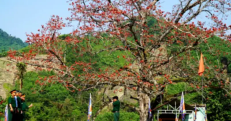 Cây Gạo Cổ Thụ Bến Giằng Nở Hoa Rực Đỏ, Gợi Nhớ Lịch Sử Hào Hùng Xứ Quảng