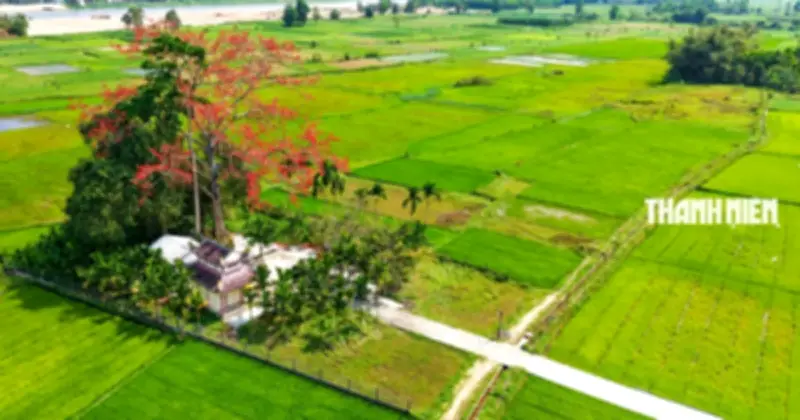 Cây gạo trăm tuổi nở đỏ rực giữa cánh đồng lúa Quảng Ngãi, thu hút du khách