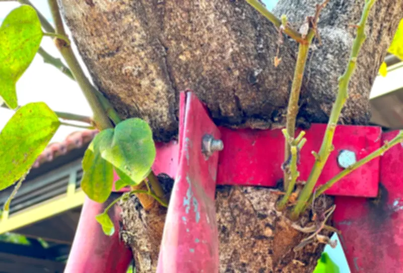 Cây Hoa Ban Trên Đường Lương Định Của Bị Cùm Sắt 'Siết Cổ', Người Dân Xót Xa