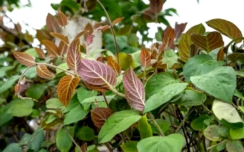 Cây Mơ Lông: Vị Thuốc Quý Từ Vườn Nhà Với Nhiều Công Dụng Chữa Bệnh