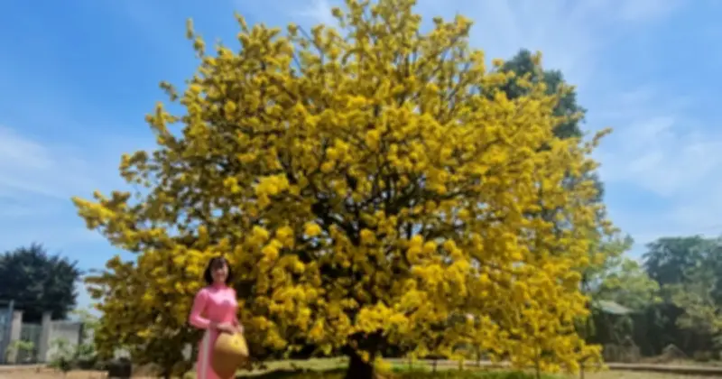 Cây mai 70 tuổi 'có một không hai' ở Đồng Nai thu hút dòng người đổ về dịp Tết