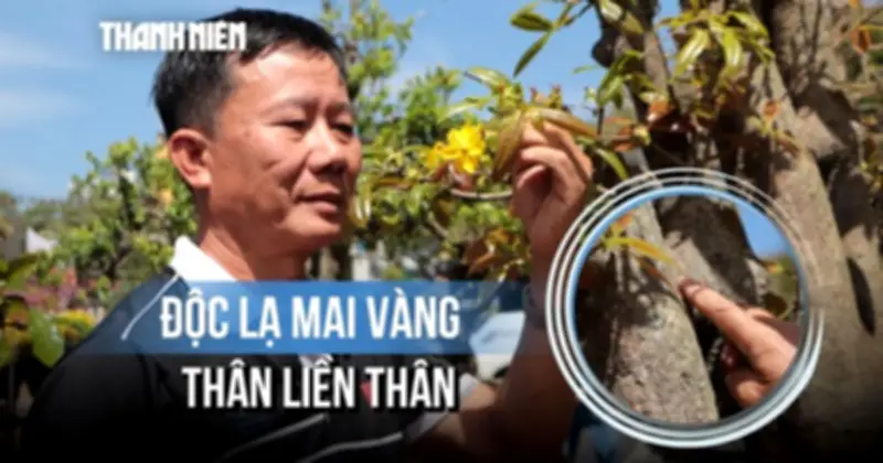 Cây mai độc lạ Đắk Lắk: Thân dính liền, hoa 9 cánh gây sốt dịp Tết