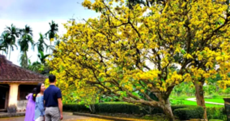 Cây mai cổ thụ trăm tuổi ở làng Lộc Yên thu hút hàng trăm du khách sau Tết