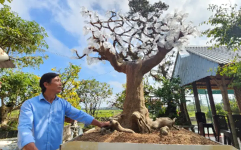 Cây mai ghế độc nhất vô nhị ở Huế: Ngai vàng bằng hoa, người nặng cả tạ cũng ngồi được