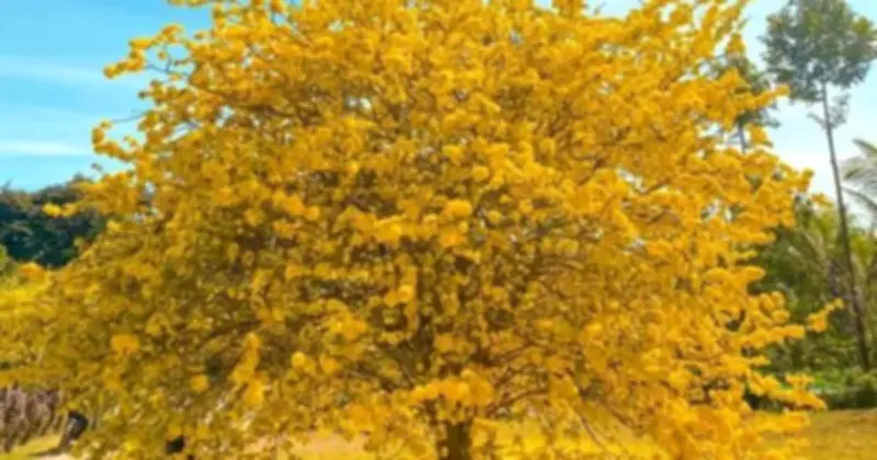 Cây mai hơn 70 tuổi ở Đồng Nai bất ngờ nở hoa trở lại sau 2 năm 'chịu tang'