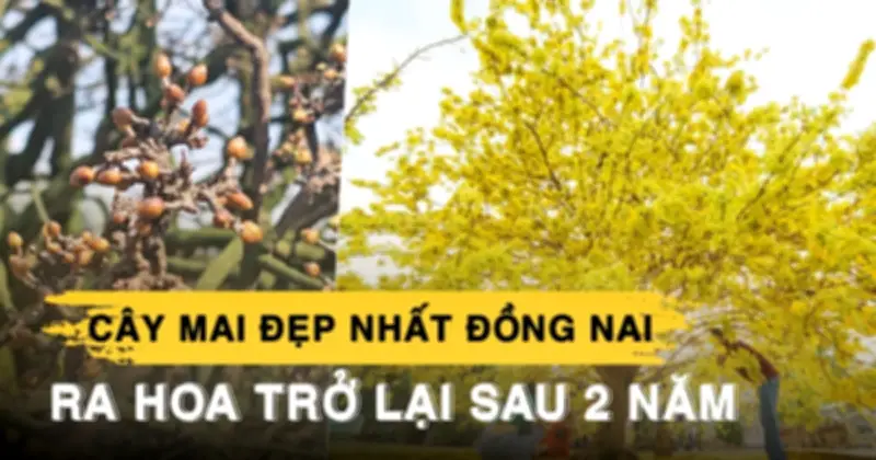 Cây mai đẹp nhất Đồng Nai bất ngờ nở hoa trở lại sau 2 năm vắng bóng