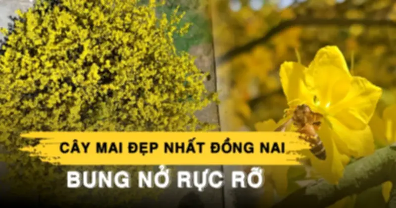 Cây mai 'vô giá' ở Đồng Nai bung nở rực rỡ sau 2 năm 'buồn', thu hút du khách từ xa