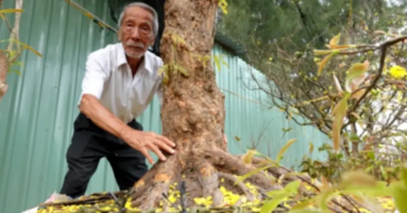 Cây mai vàng 'khủng' giá 450 triệu đồng gây sốt tại chợ hoa xuân Cần Thơ
