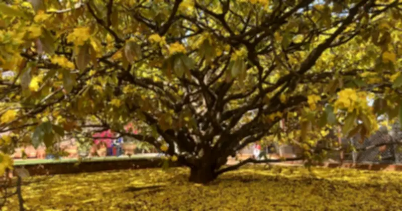 Cây mai vàng khủng Đồng Nai: Di sản gia đình, niềm tự hào xuân về