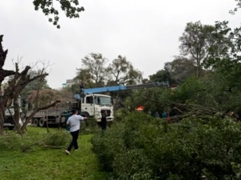 Cây Si Lâu Năm Gãy Đổ Ở Vườn Hoa Lý Tự Trọng, Hà Nội, Khiến 2 Người Bị Thương