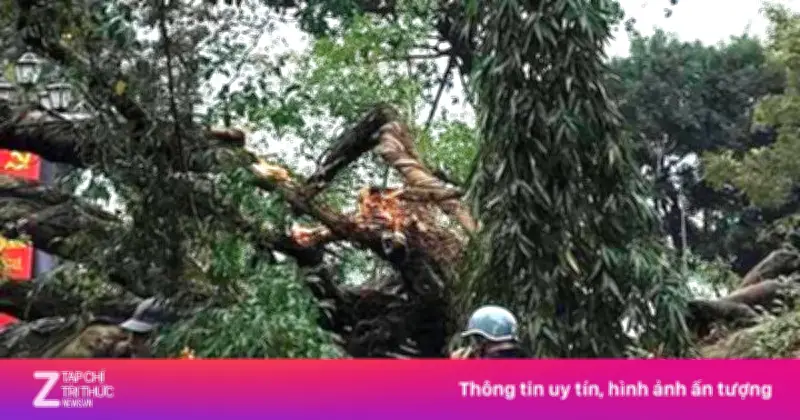 Cây đổ tại vườn hoa Lý Tự Trọng, Hà Nội khiến một phụ nữ bị thương nhập viện