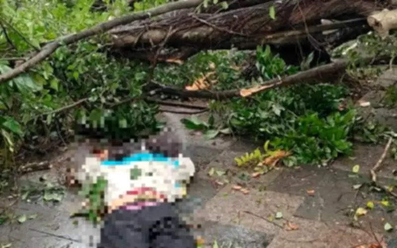 Cây xanh lớn đổ tại vườn hoa Lý Tự Trọng, Hà Nội làm 2 người bị thương nặng