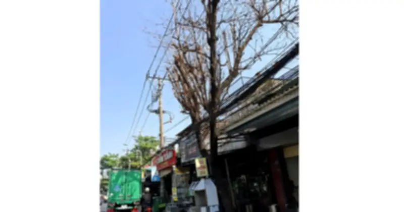 Cây xanh đô thị TP.HCM chết khô bí ẩn, người dân lo ngại mất mỹ quan