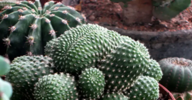 Cây xương rồng hợp mệnh nào, đặt ở đâu để không phạm phong thủy?