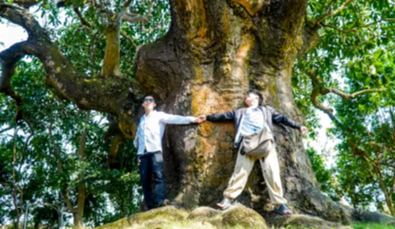 Cây xoài cổ thụ hơn 340 năm tuổi ở Cà Mau: Di sản sống giữa vùng đất mặn